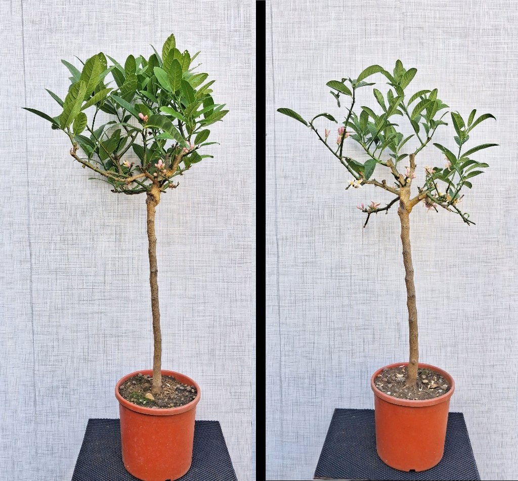 2 Sukades (Citrus Medica) Met Vruchten, Tuin en Terras, Ophalen, Overige soorten, Volle zon, In pot