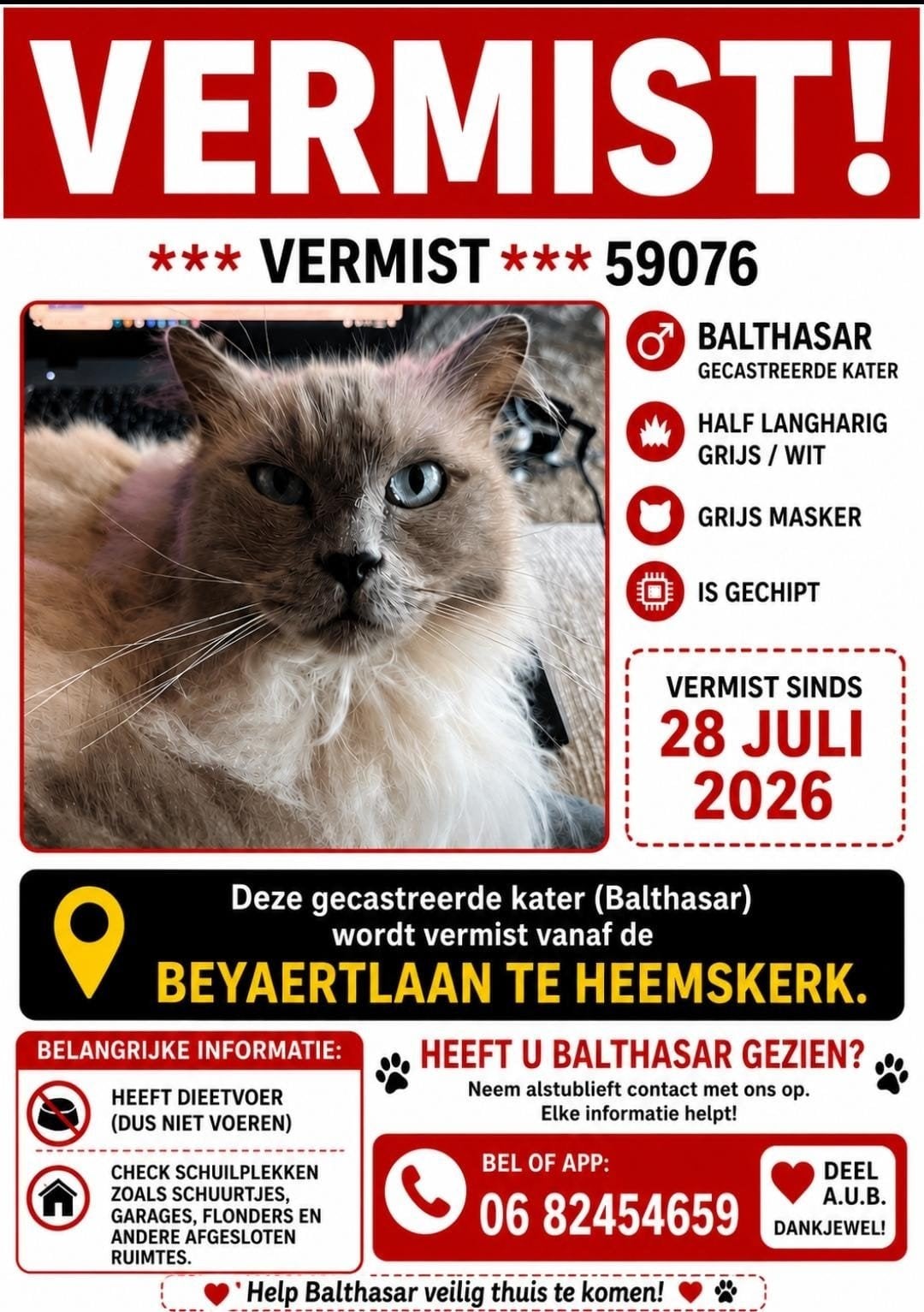 ragdoll kater, gecastereerd,vermist, Kater, Met stamboom, 6 jaar of ouder