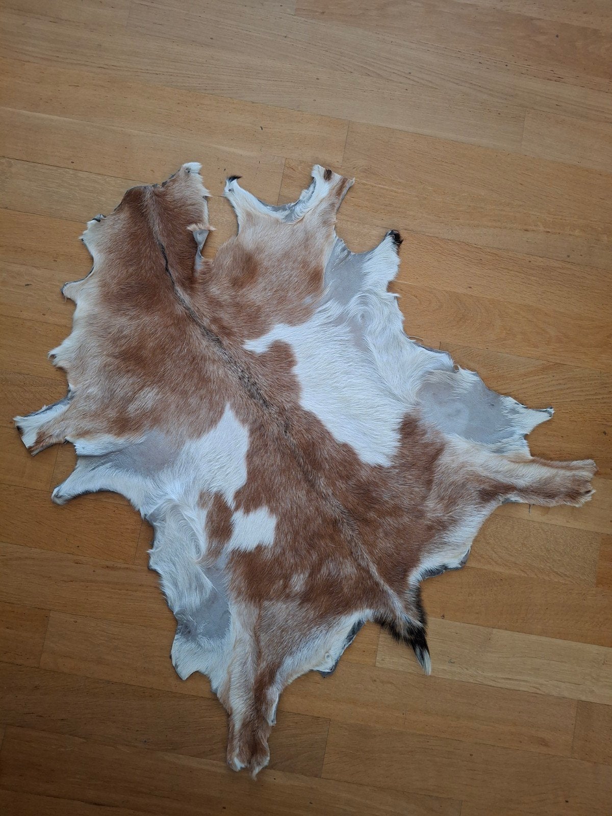 Geitenhuid te koop!, Ophalen of Verzenden, Bruin, Rechthoekig, 50 tot 100 cm