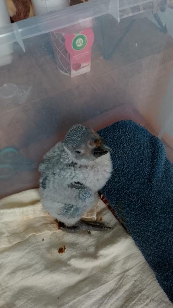 Jonge baby grijze roodstaart, Dieren en Toebehoren, Vogels | Parkieten en Papegaaien, Geslacht onbekend, Papegaai