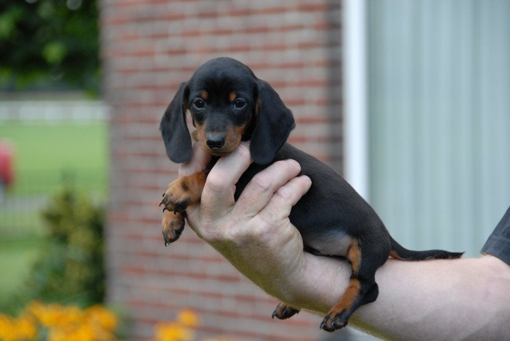 Super mooie dwerg teckel  pups black and tan korthaar, Parvo, 8 tot 15 weken, Korthaar, Dwerg