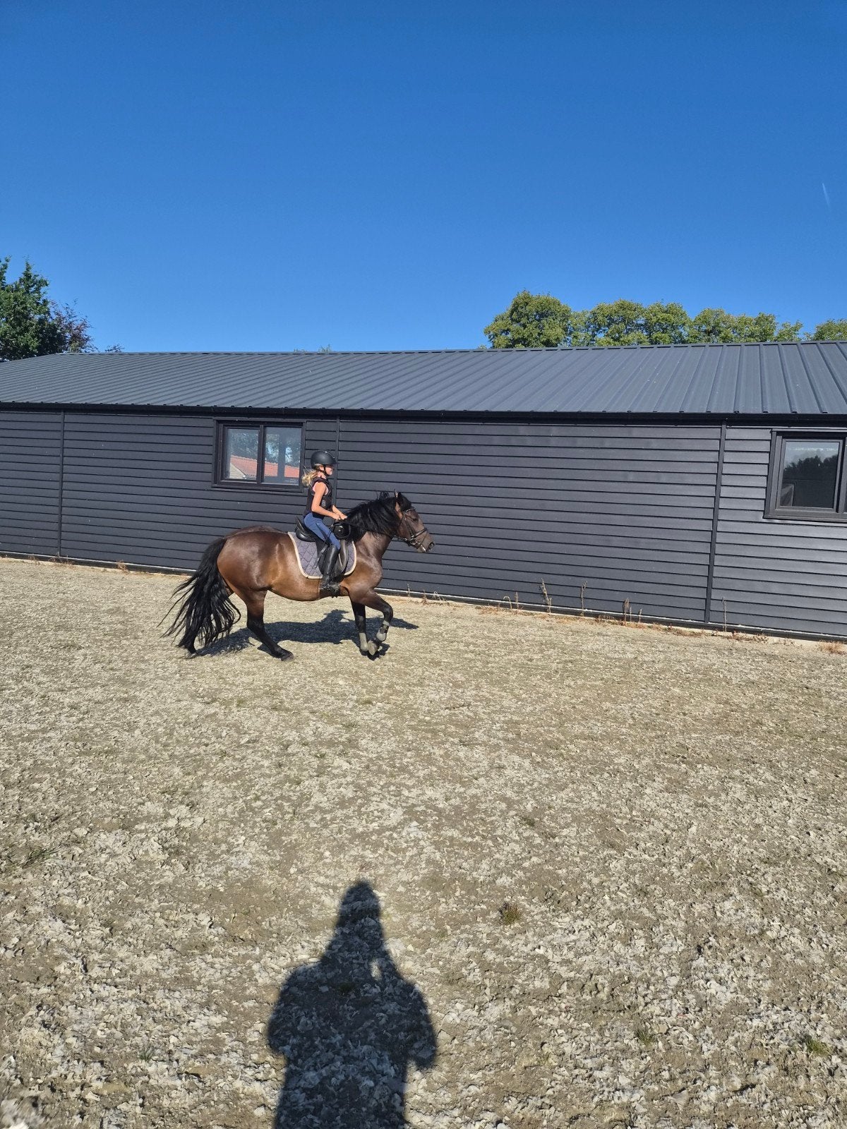 D pony, Zadelmak, 3 tot 6 jaar, Recreatiepony, D pony (1.37m tot 1.48m)