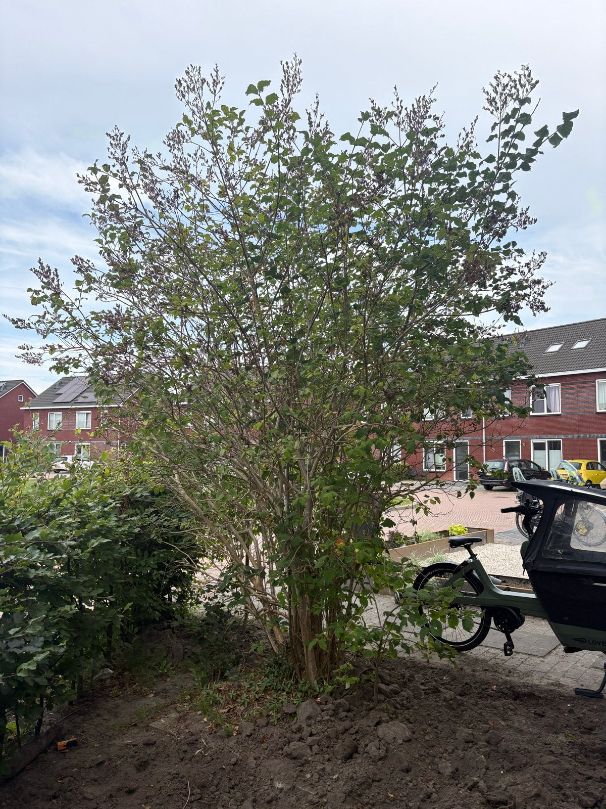 Gratis Grote Sering - Zelf Uitgraven, Tuin en Terras, Volle zon, Vaste plant, Lente, Ophalen