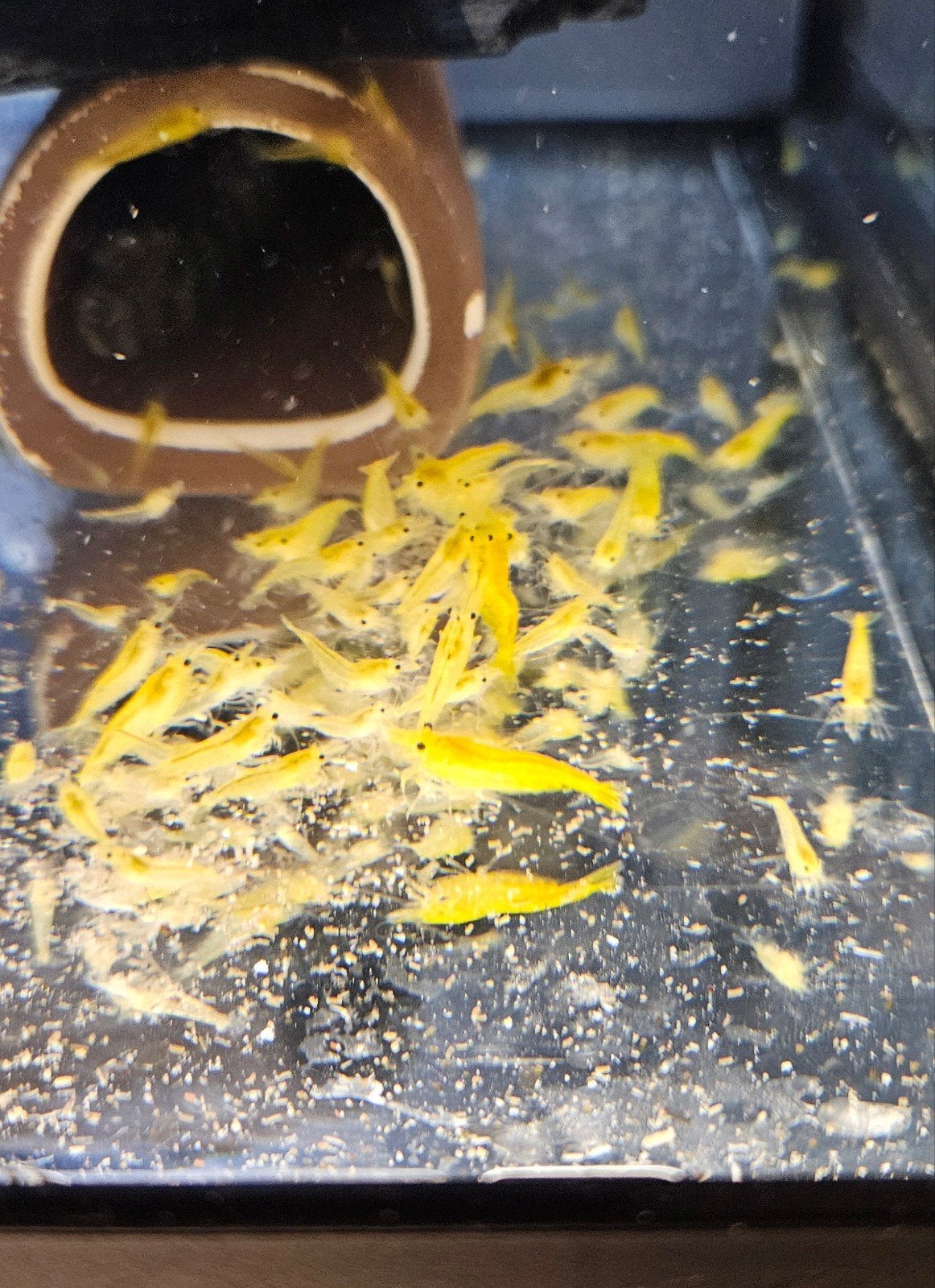 Yellow Fire Neocaridina garnalen, Dieren en Toebehoren, Kreeft, Krab of Garnaal, Zoetwatervis