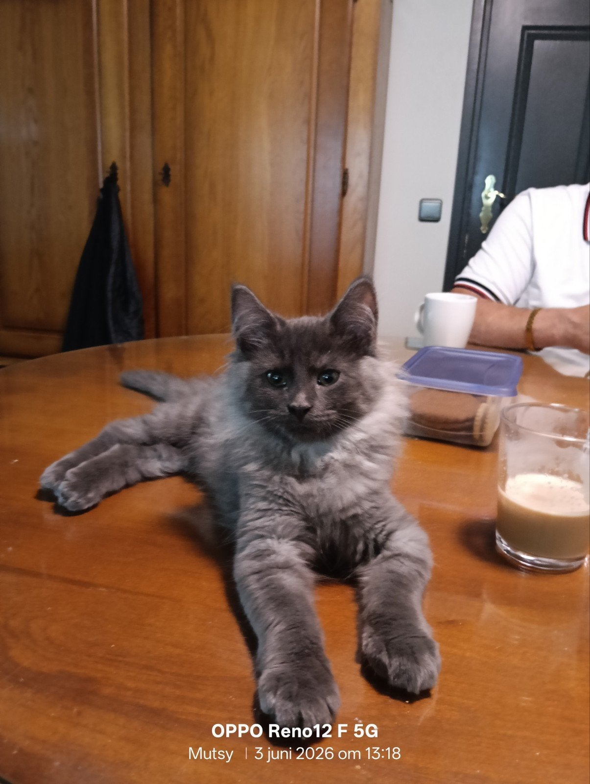 Maine Coon kittens twee katertjes, Kater, Gechipt, 0 tot 2 jaar