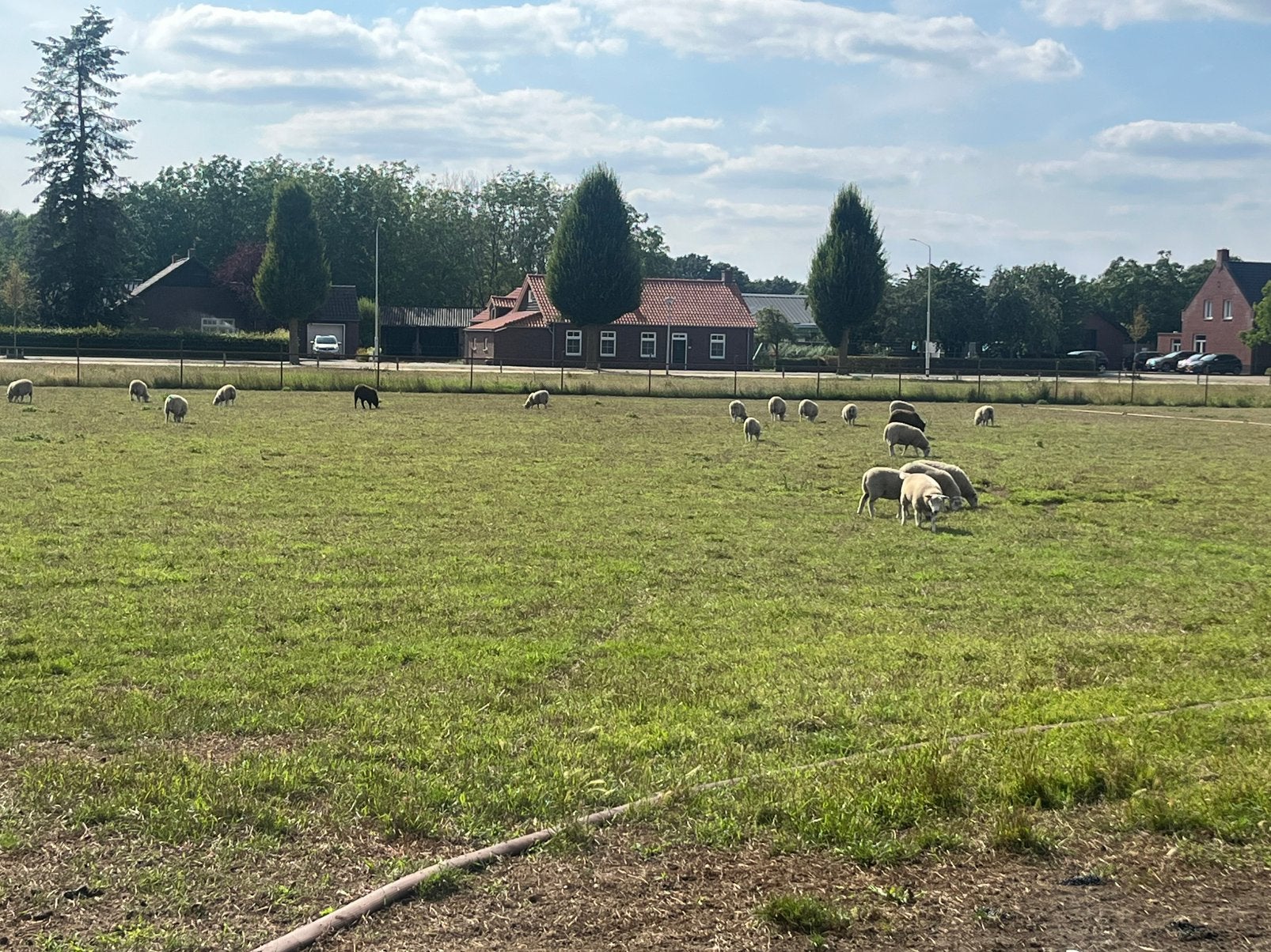 Noord hollander ooilammeren, Vrouwelijk, Schaap, 0 tot 2 jaar
