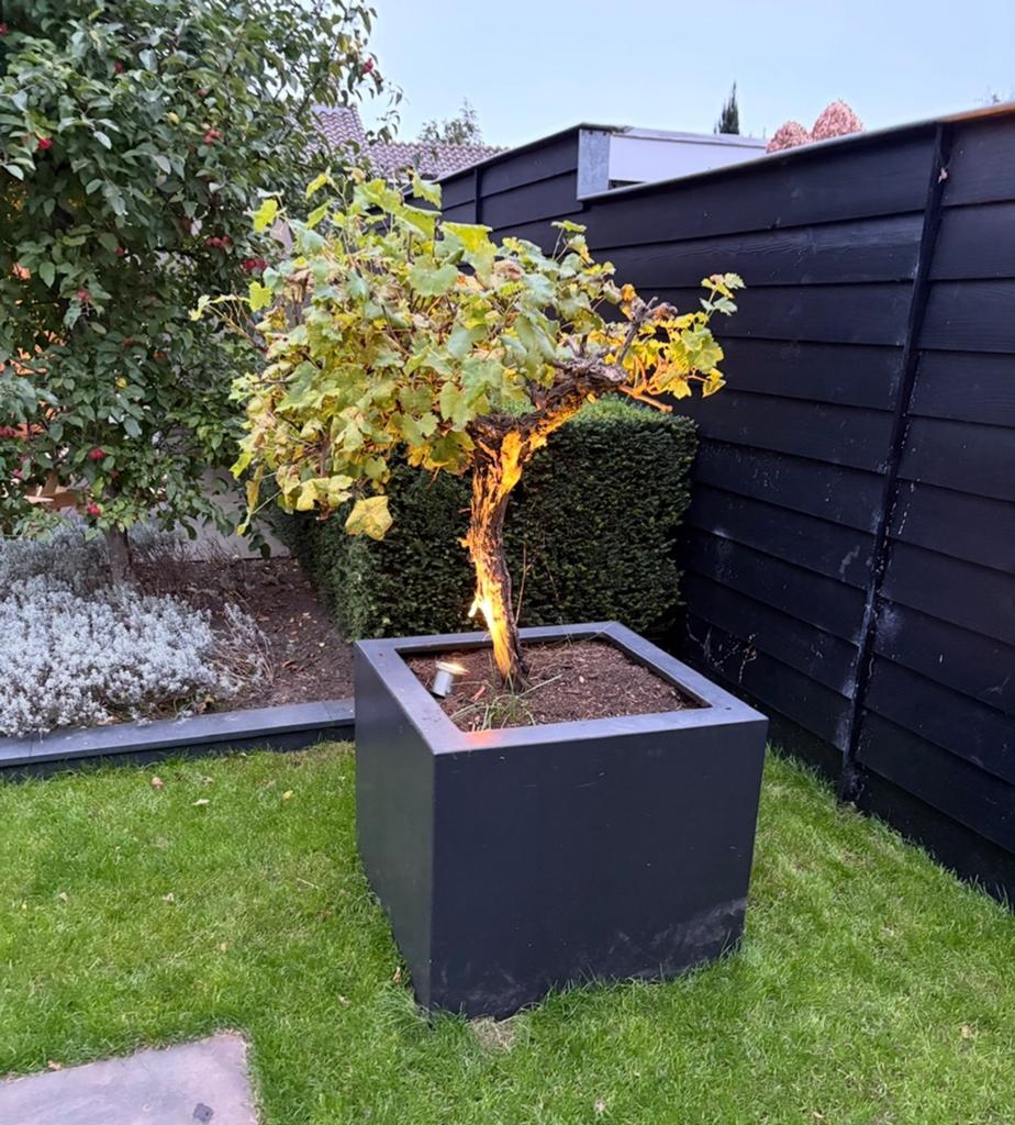 druiven ranken struiken, Ophalen, Overige soorten, Minder dan 100 cm