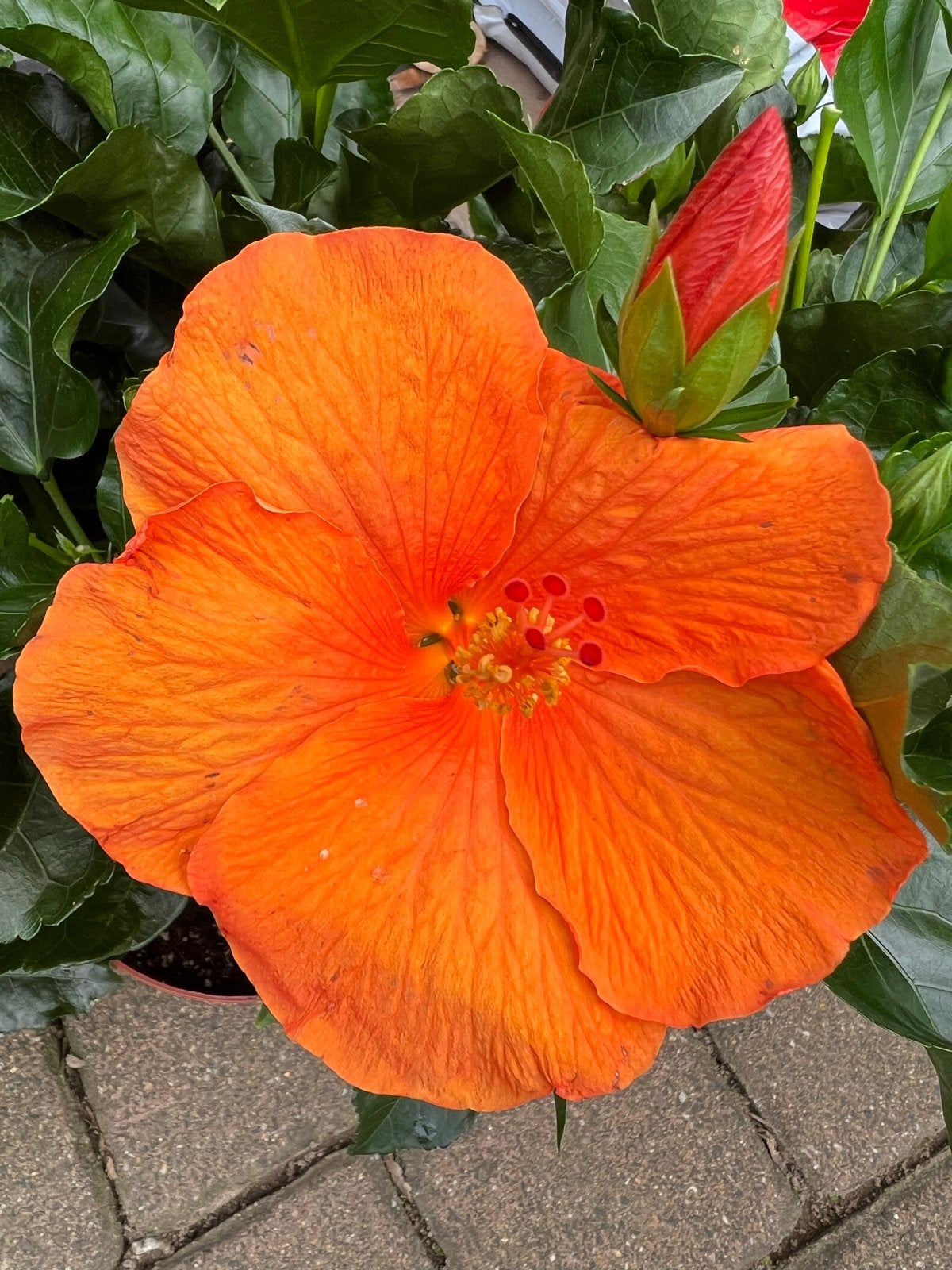 🥰 Prachtige XXL Hibiscus - Vol in de knoppen!, Overige soorten, Volle zon, Vaste plant, Ophalen of Verzenden