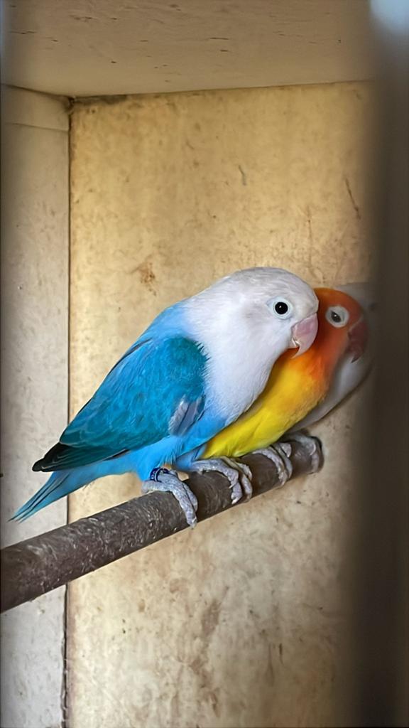 Agapornis Dwergpapegaai Diverse Kleuren Eventueel met kooi, Dieren en Toebehoren, Vogels | Parkieten en Papegaaien, Meerdere dieren