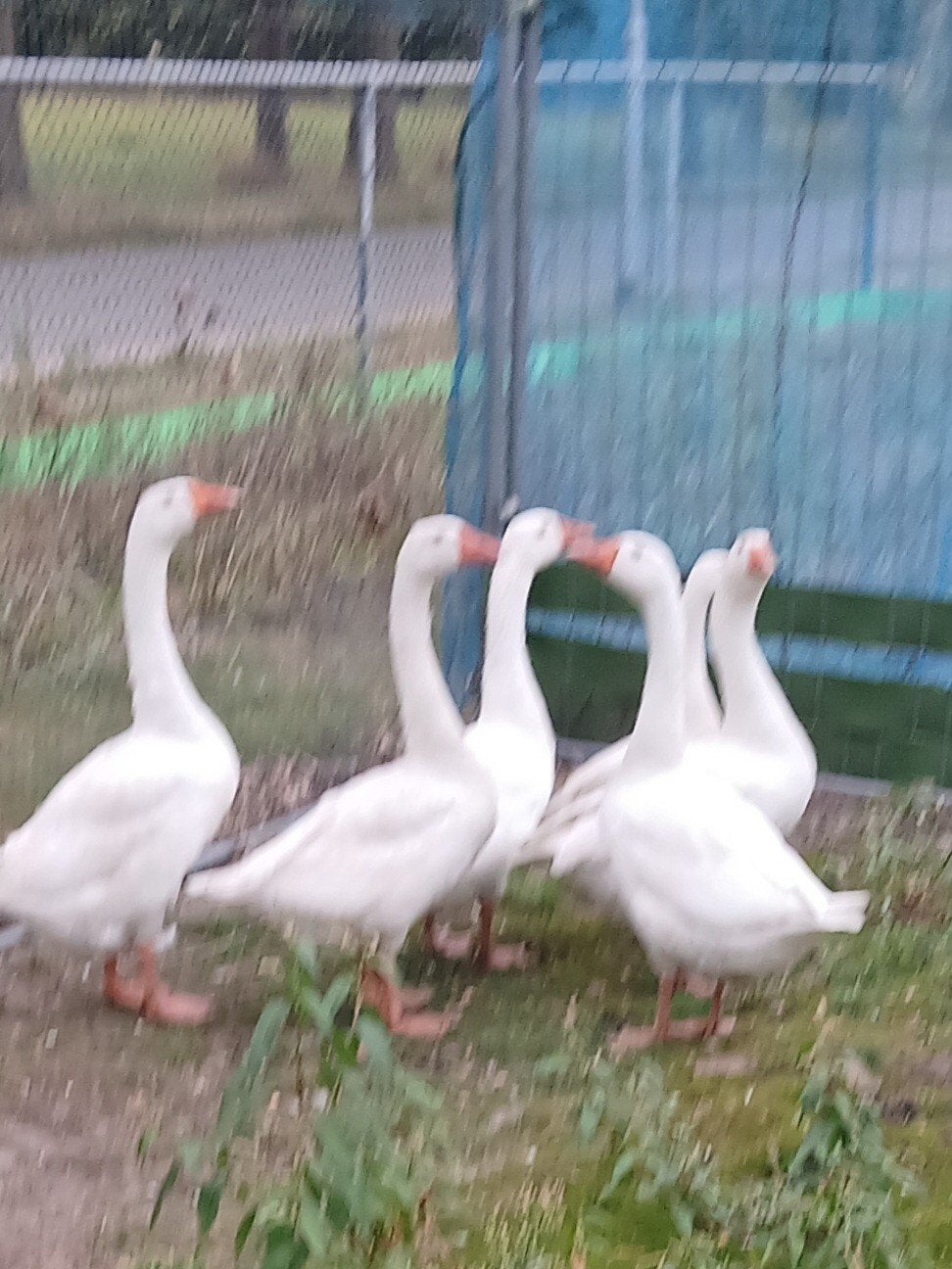 ganzen, Meerdere dieren, Gans of Zwaan