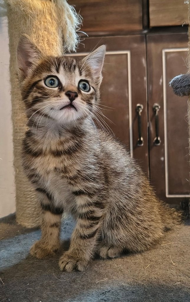 Europese korthaar kittens, huiselijk opgevoed, Meerdere dieren, Ontwormd, 0 tot 2 jaar