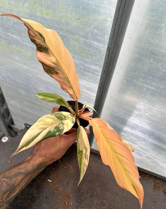 Philodendron Caramel Marble Variegated, Huis en Inrichting, Ophalen of Verzenden, Halfschaduw, Minder dan 100 cm