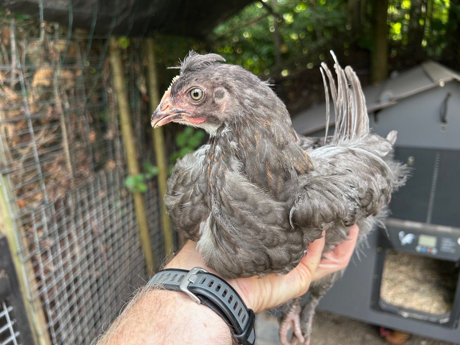 “Olijflegger kip. Kruising Cream legbar en Maran haan, Dieren en Toebehoren, Pluimvee, Mannelijk, Kip