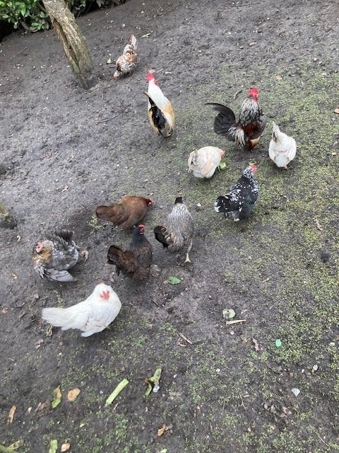 Zeer mooie Serama kipjes en kuikens in alle kleuren, Dieren en Toebehoren, Meerdere dieren, Kip