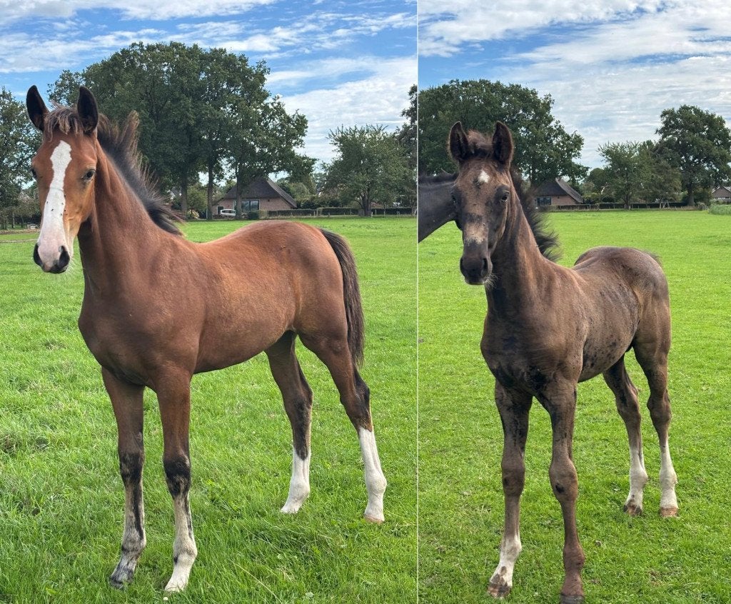 Dressuur merrieveulen en hengstveulen te koop, Dieren en Toebehoren, Meerdere dieren, Dressuurpaard, Met stamboom, 0 tot 2 jaar