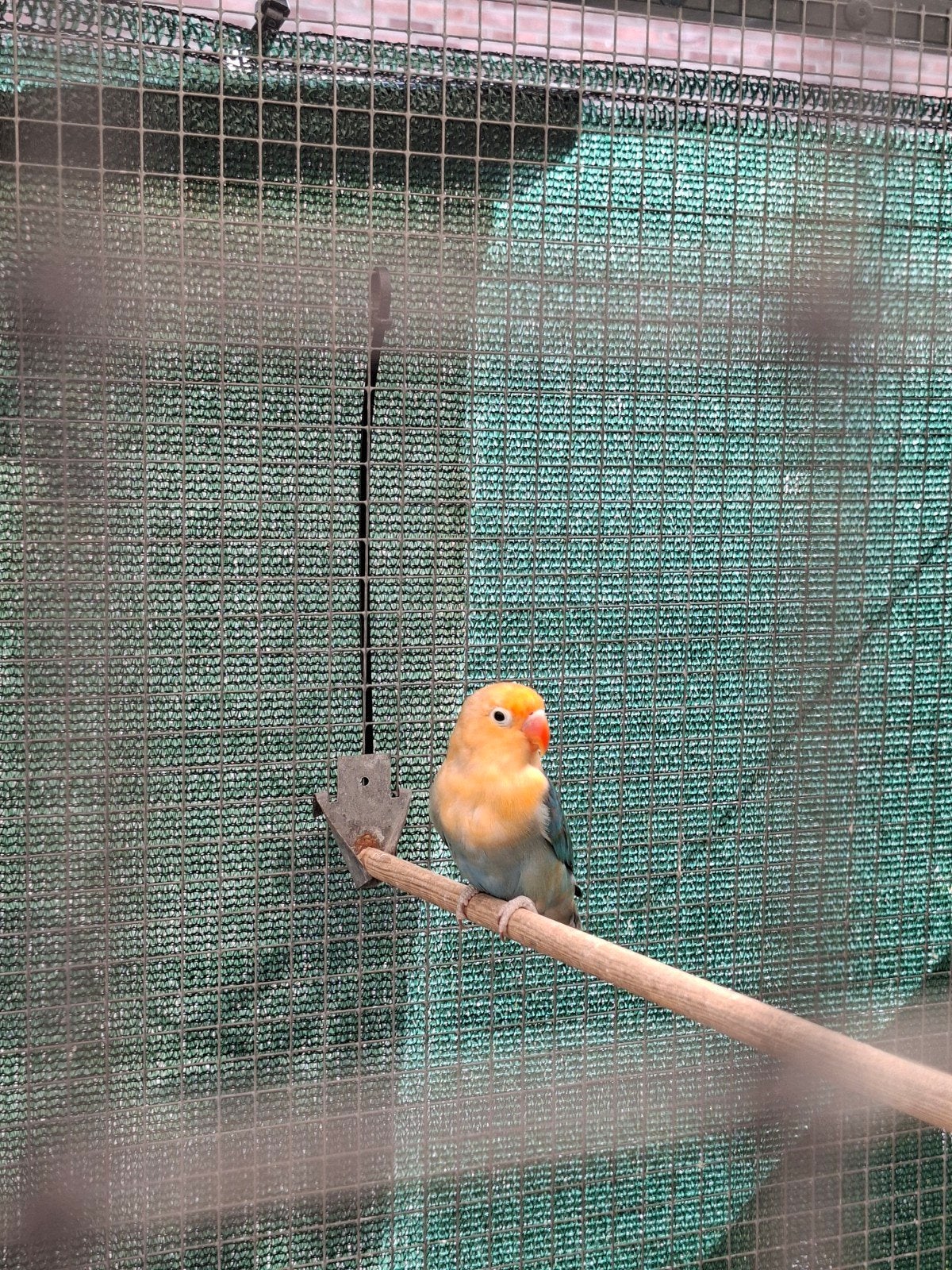 opaline pale fallow, Vrouwelijk, Dwergpapegaai of Agapornis
