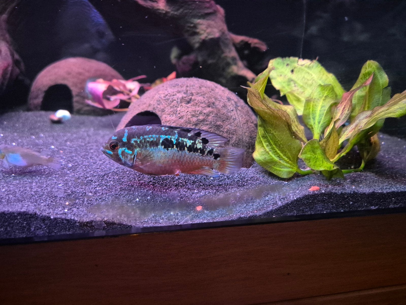 Ivanacara bimaculata koppel, Vis