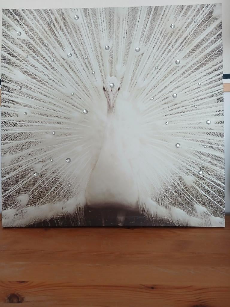 Canvas witte pauw, Ophalen