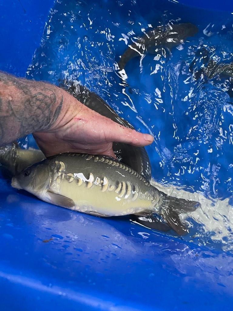 Spiegelkarpers, Karper of Koi