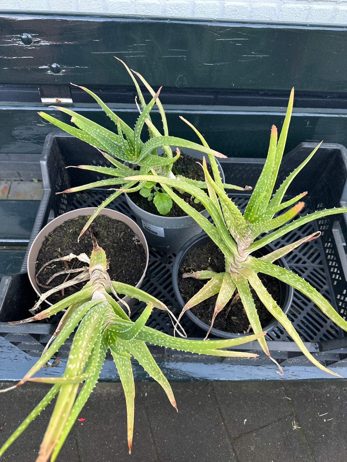 Aloë Vera planten - 3 stuks, Volle zon, Vaste plant, Bloeit niet, Ophalen