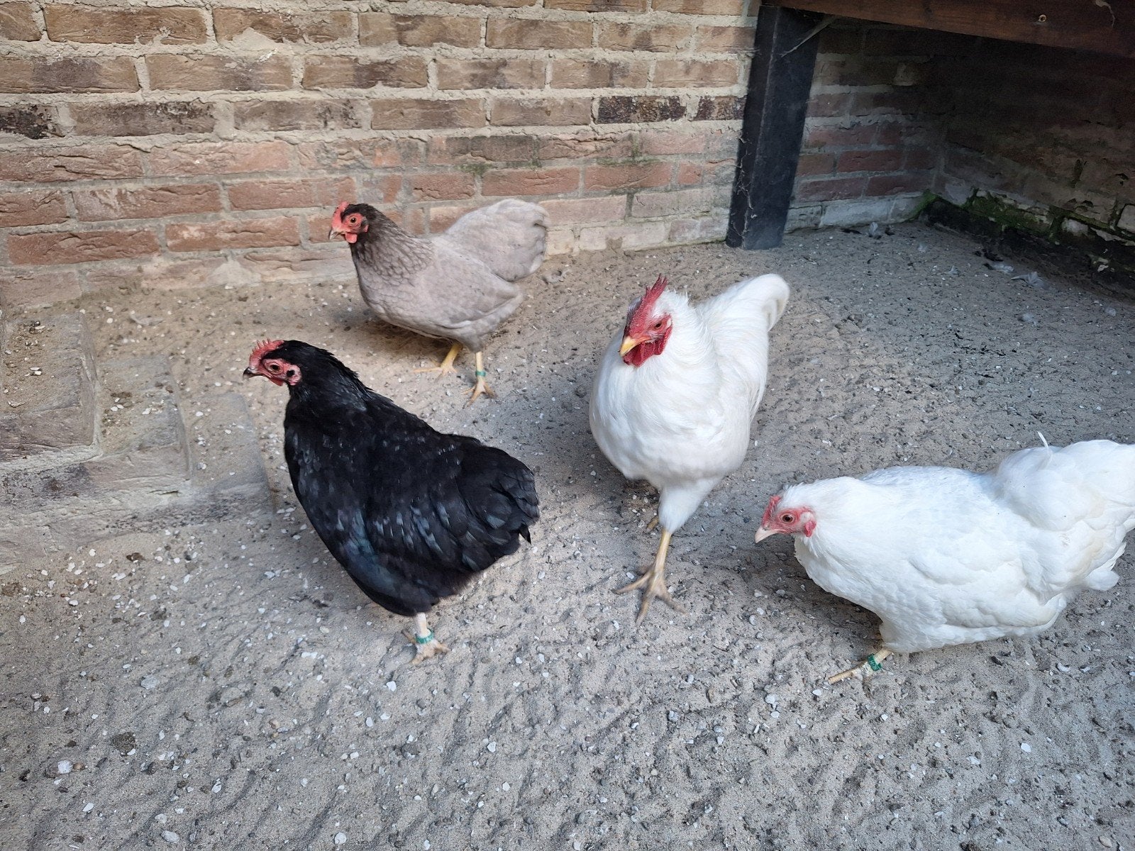Prachtige Plymouth Rock krielen, Dieren en Toebehoren, Pluimvee, Meerdere dieren, Kip