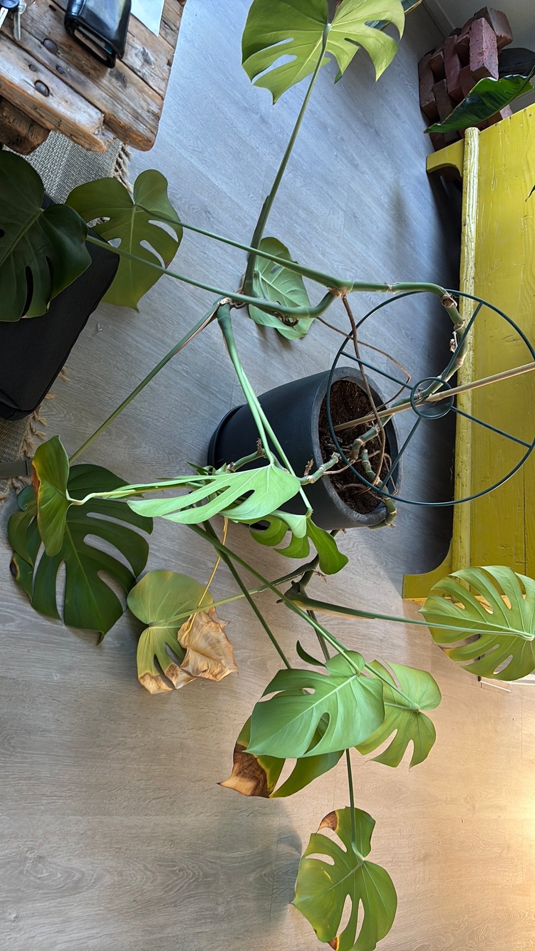 Monstera, Huis en Inrichting, Kamerplanten, Ophalen, Halfschaduw, Minder dan 100 cm