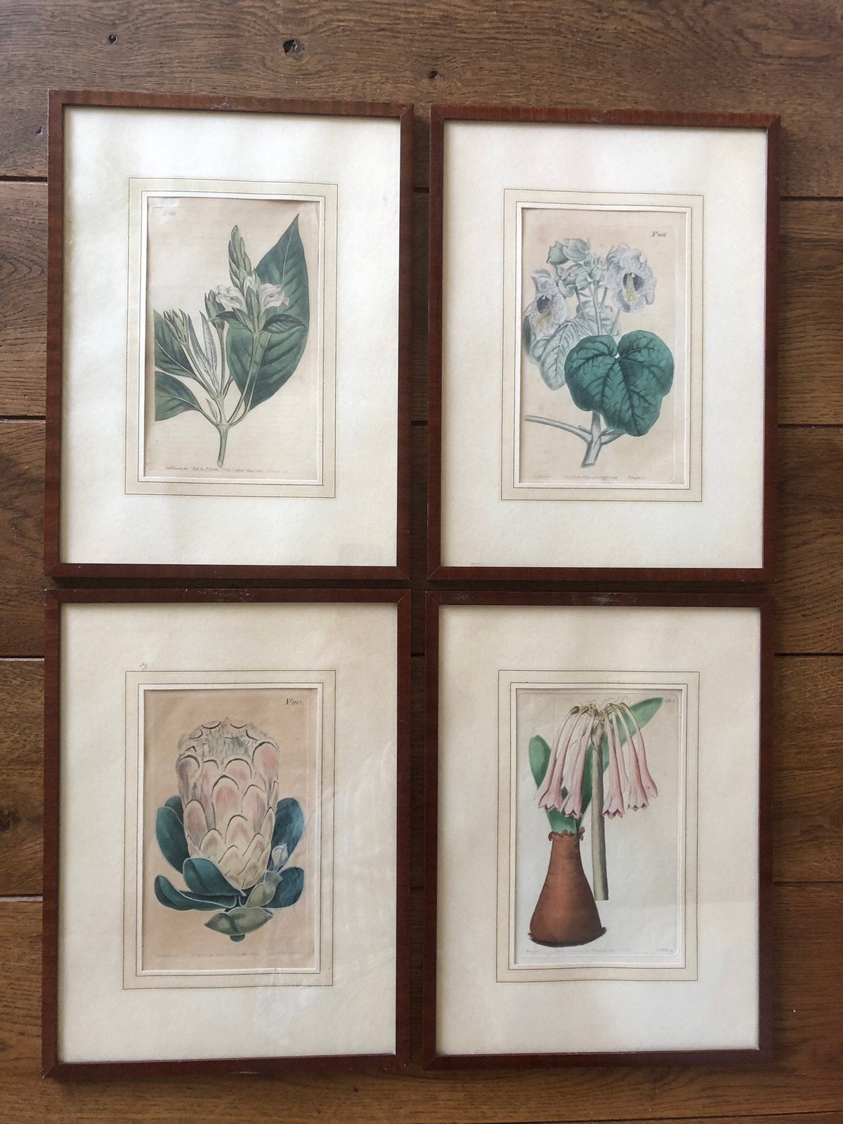 4 oude lijsten met afbeeldingen planten. 27,5x36,5, Ophalen of Verzenden