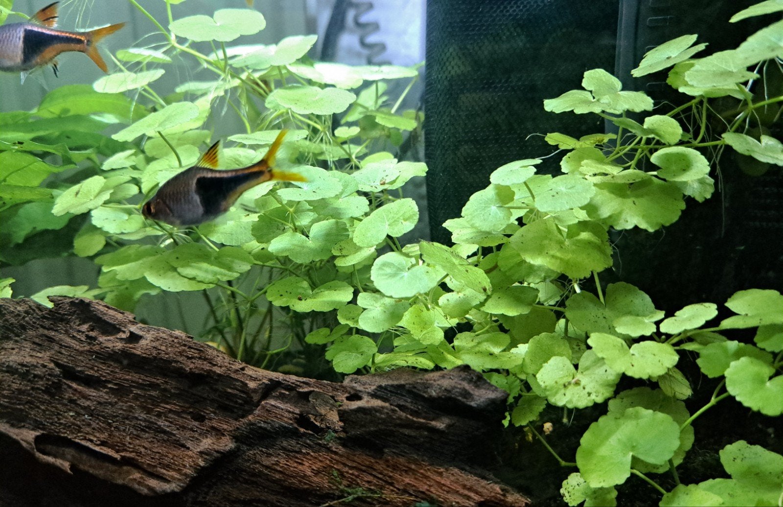 Aquarium pannekoeken plant, Ophalen of Verzenden, Nieuw, Plant(en), Steen of Hout