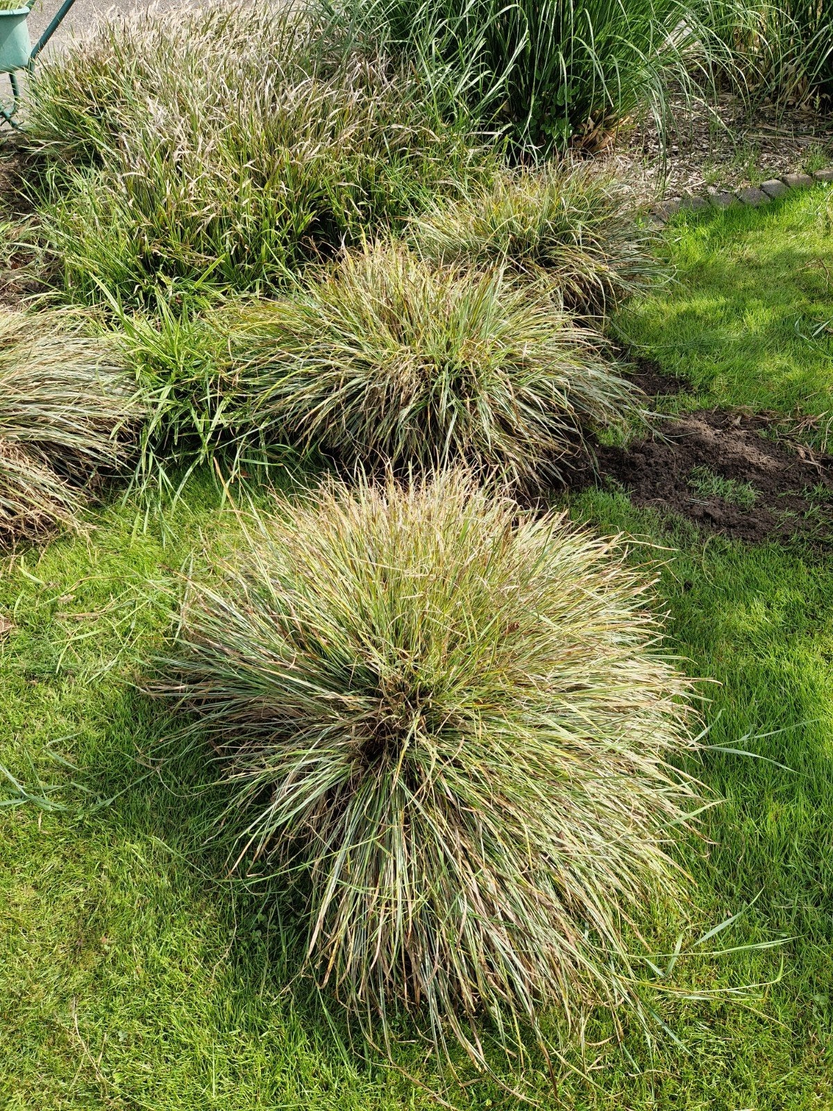 4 Siergrassen voor een natuurlijke tuin, Ophalen, Volle zon, Vaste plant, Siergrassen