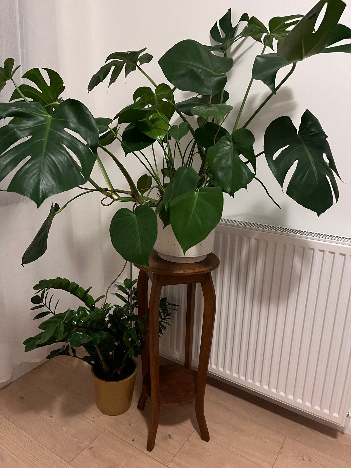 Monstera plant met pot, Ophalen, 100 tot 150 cm, Overige soorten, Halfschaduw