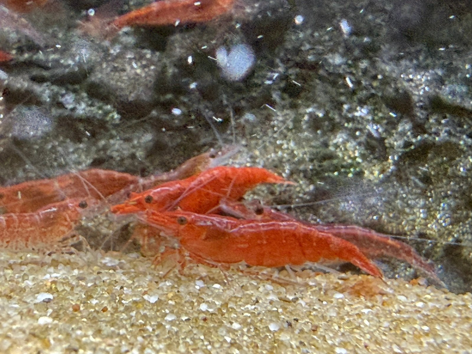 Mooie rode Neocaridina garnalen, Dieren en Toebehoren, Kreeft, Krab of Garnaal