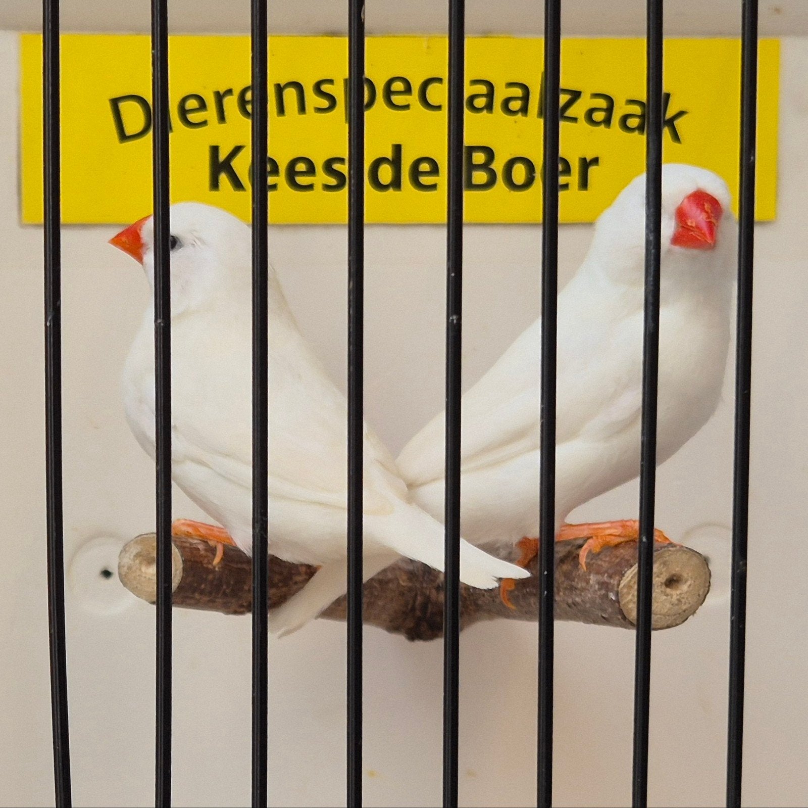 koppel witte zebravinken, Meerdere dieren