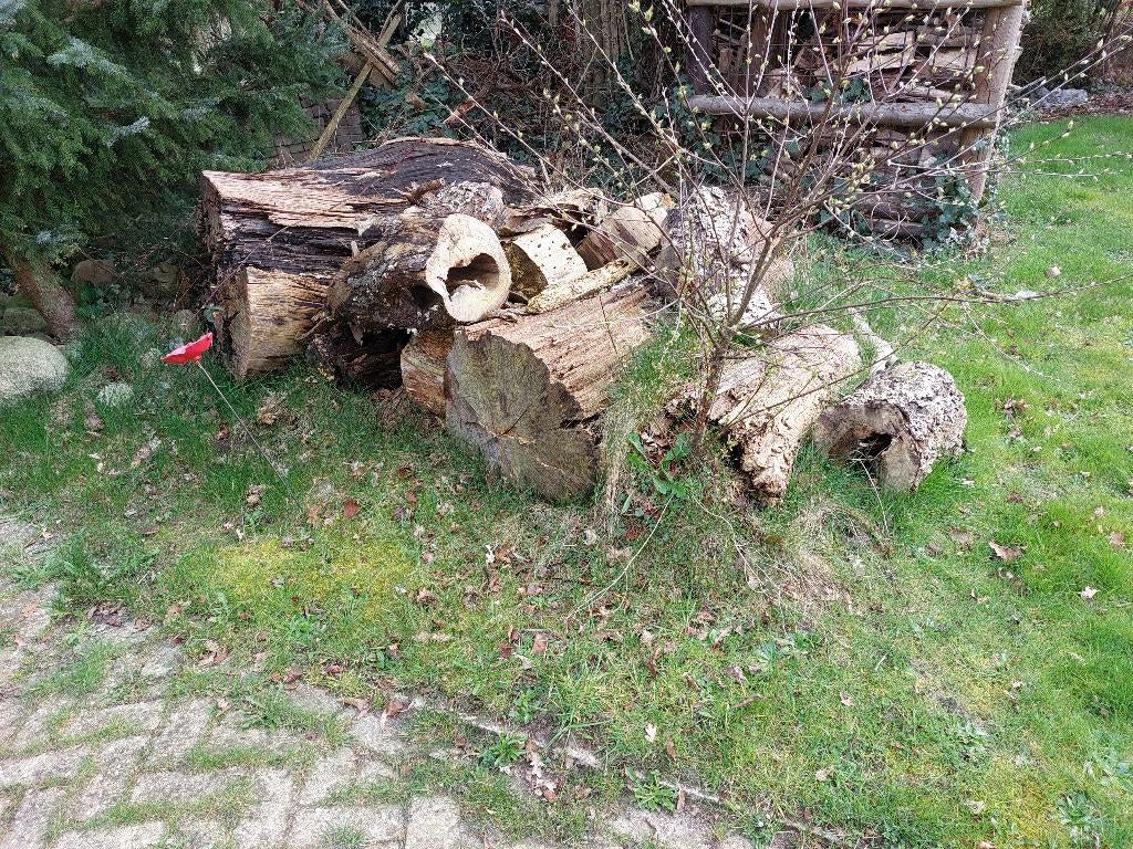 Boomstammen, gratis, Tuin en Terras, Haardhout, Minder dan 3 m³, Ophalen, Stammen
