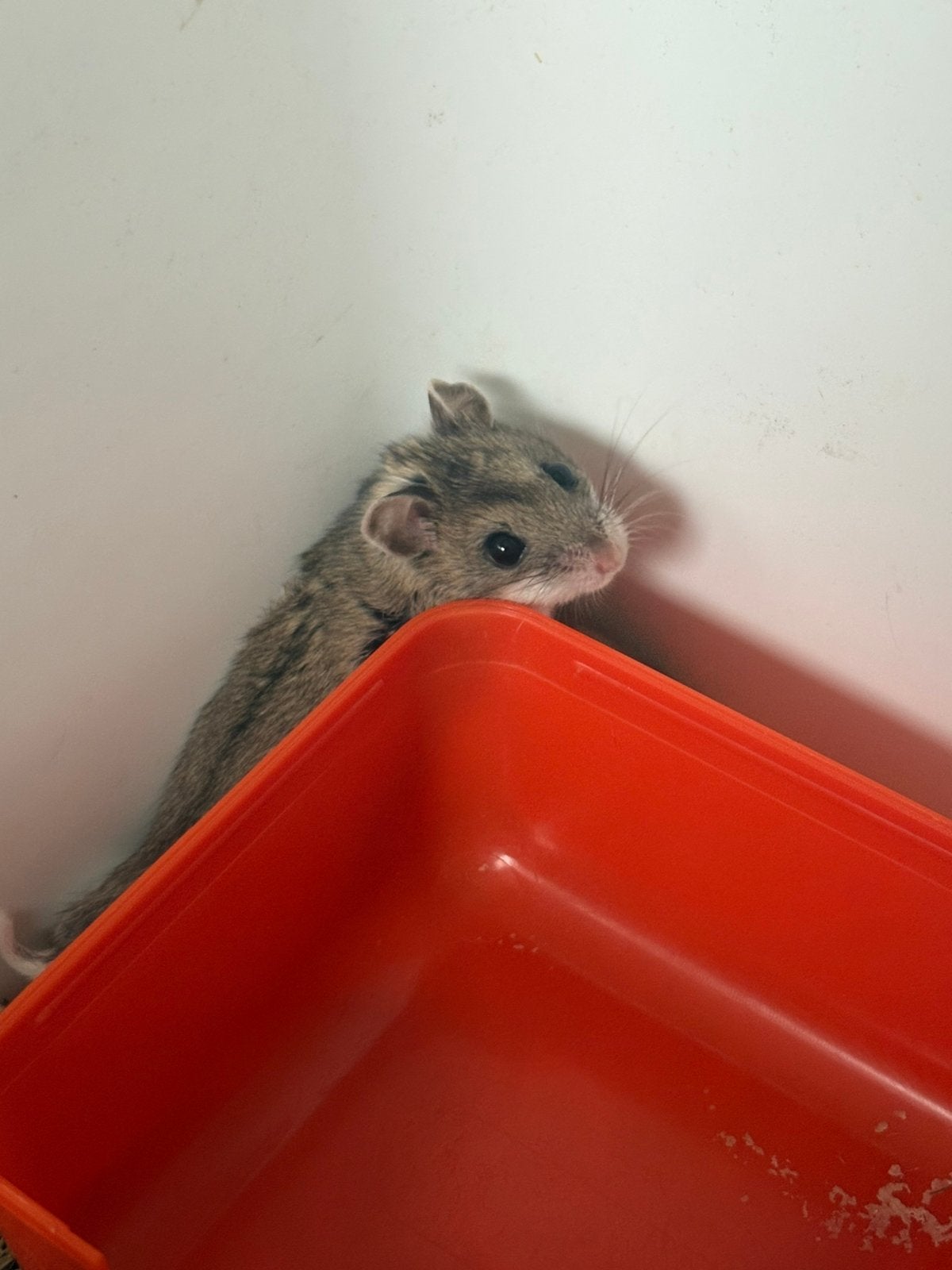 Chineese dwerghamsters, Hamster, April, Meerdere dieren, Tam