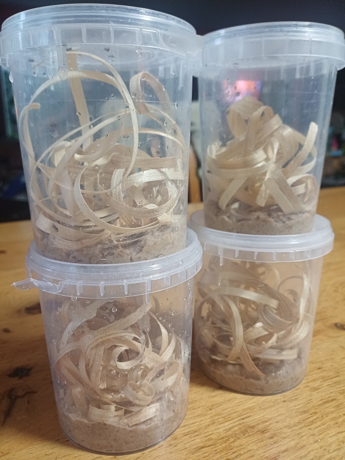 Fruitvliegjes voor de kikkers of andere terrarium dieren, Ophalen of Verzenden
