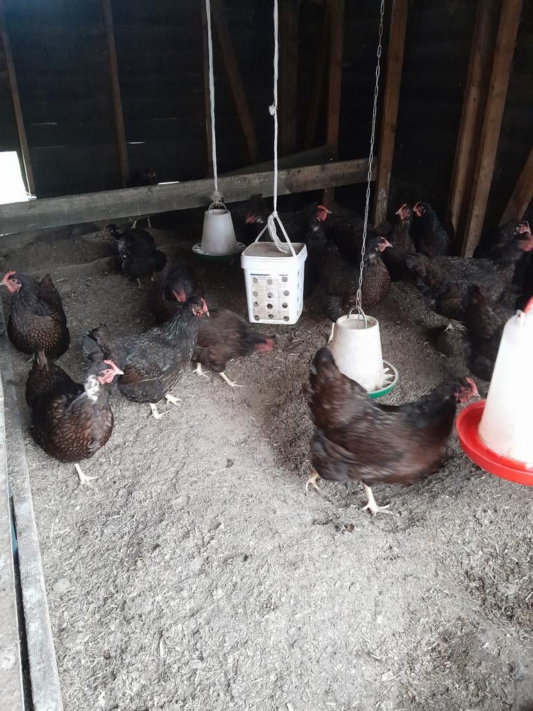 Barnevelder dubbelgezoomd groot, Dieren en Toebehoren, Pluimvee, Vrouwelijk, Kip
