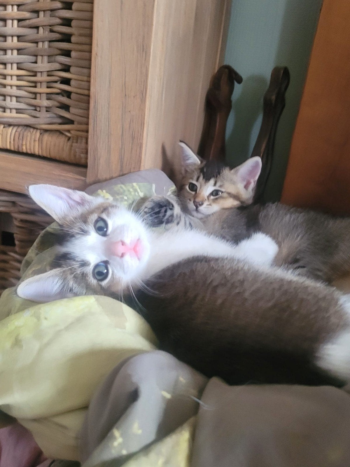 lief klein katertje, Dieren en Toebehoren, Katten en Kittens | Overige Katten, Meerdere dieren