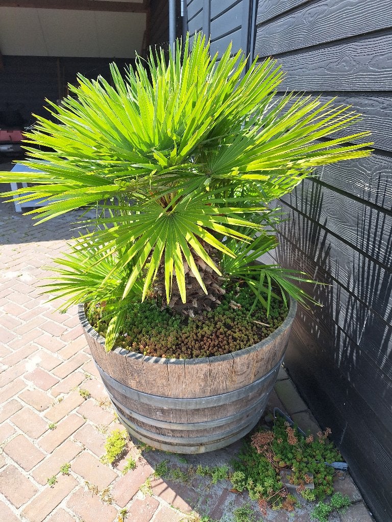 Palmboom in wijnvat, Tuin en Terras, Bloembakken en Plantenbakken, Ophalen, Rond, Zo goed als nieuw, 60 cm of meer