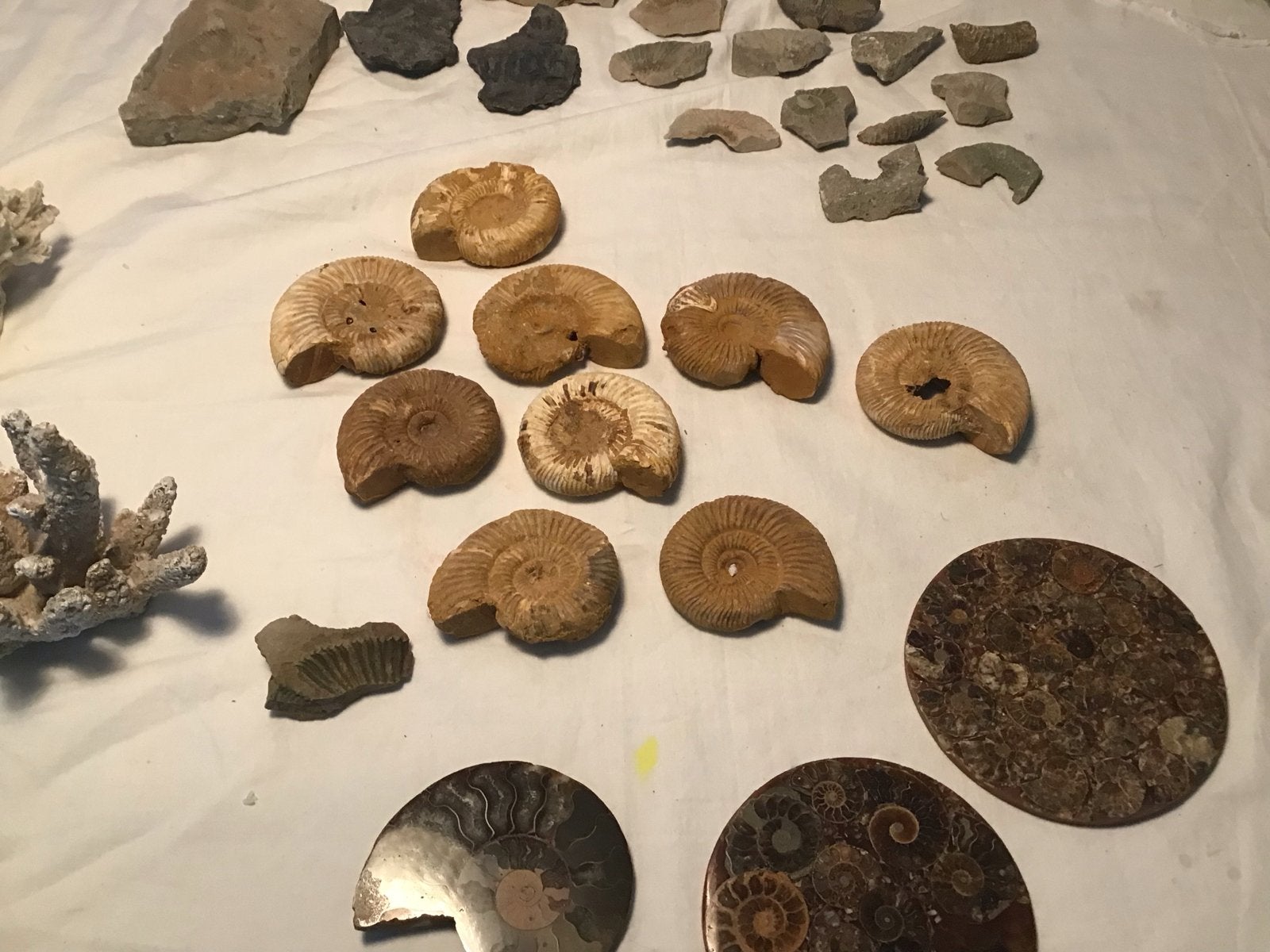Diverse collectie fossielen, mineralen en schelpen, Verzamelen, Mineralen en Fossielen, Ophalen of Verzenden, Fossiel