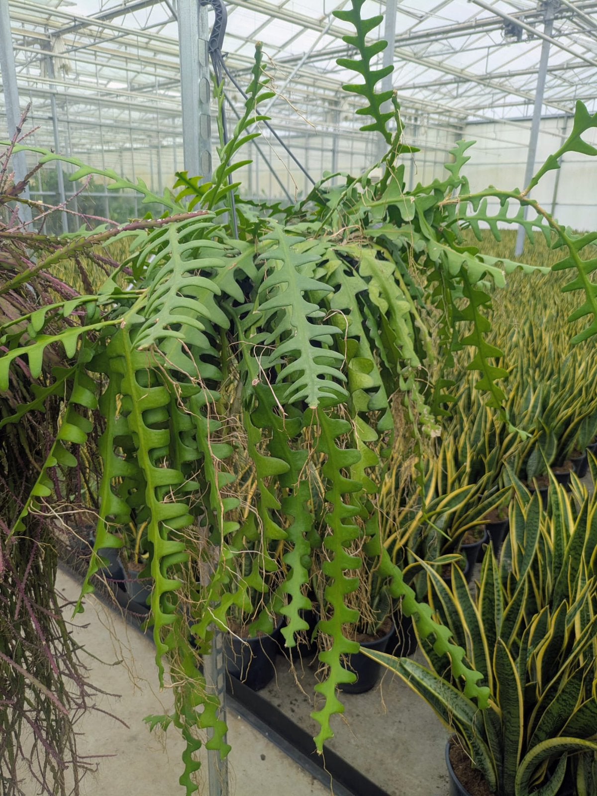 Zaagcactus 100 cm, Ophalen, Eenjarig, Overige soorten, Volle zon