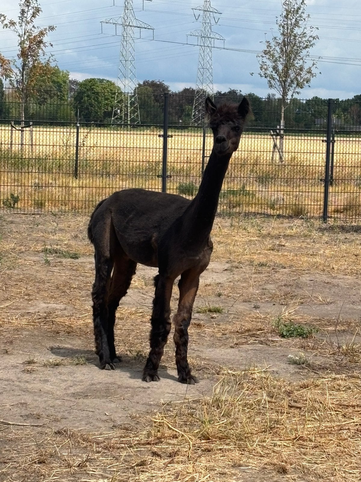 Alpaca dekhengst te koop, Dieren en Toebehoren, Mei, Mannelijk