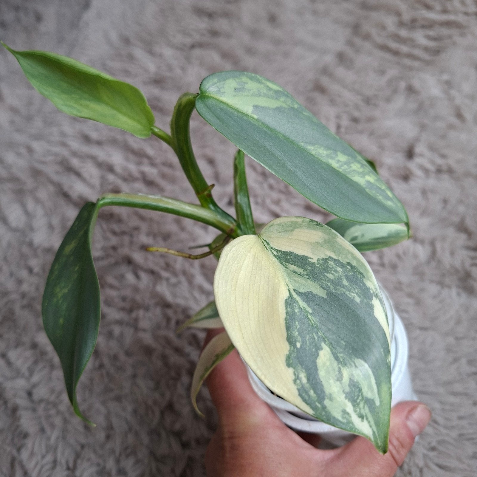 Philodendron Hastatum variegata plant, Ophalen of Verzenden, Halfschaduw, Minder dan 100 cm