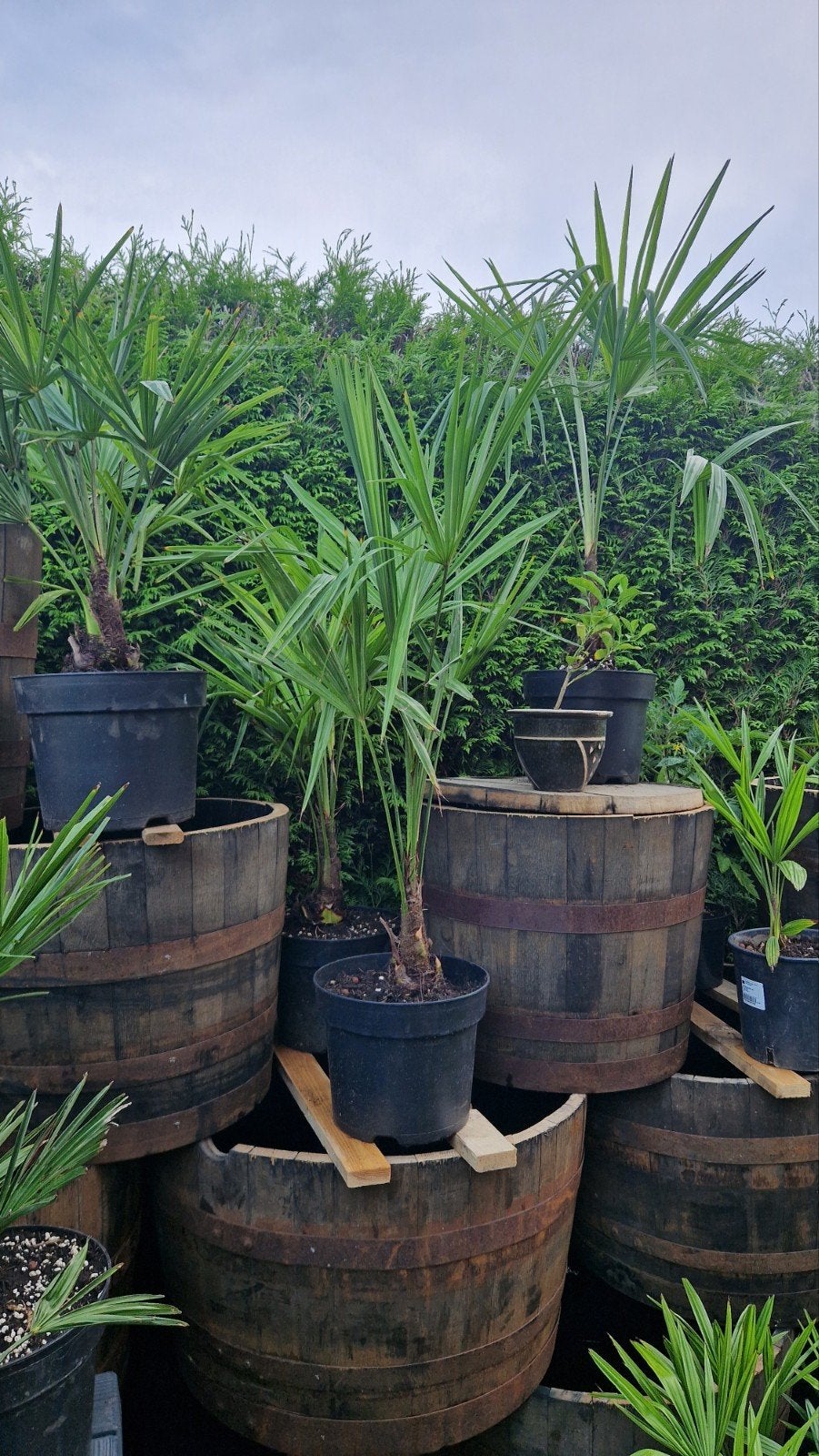 Trachycarpus Fortunei - Winterharde Palmboom, Tuin en Terras, Volle zon, Vaste plant, Bloeit niet, Ophalen