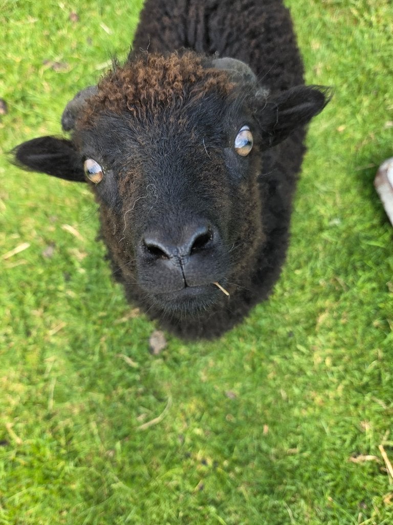 Ouessant, Dieren en Toebehoren, Mannelijk, Schaap, 0 tot 2 jaar