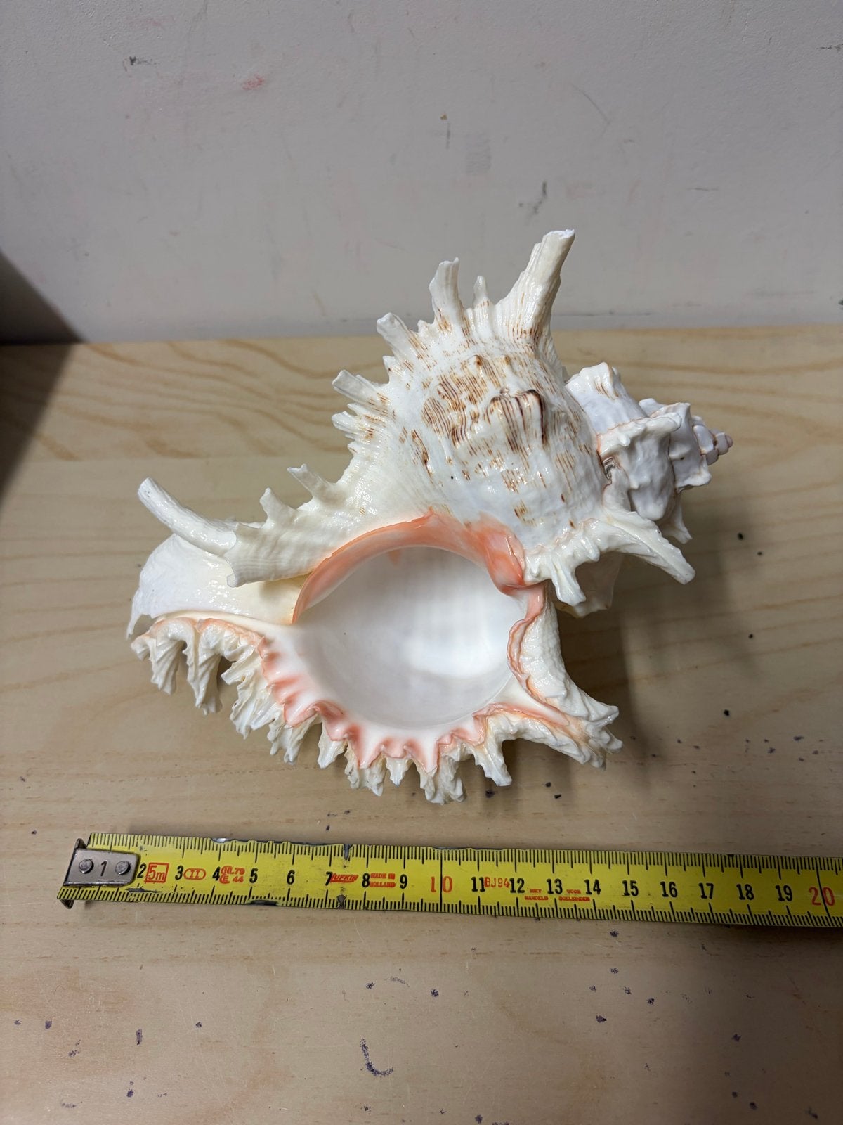Grote decoratieve zeeschelp - Murex Ramosus, Verzamelen, Ophalen of Verzenden, Gebruikt