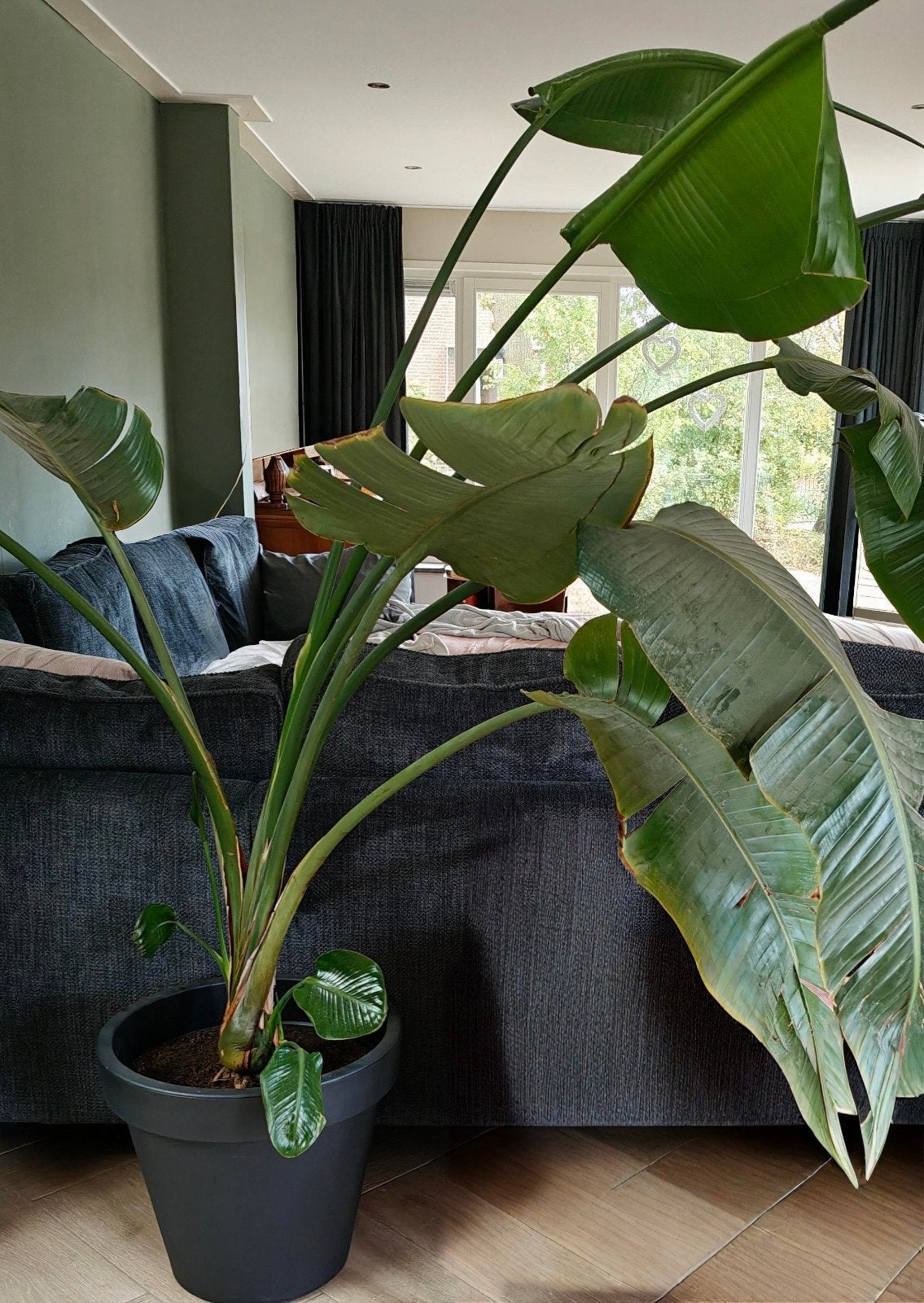 Strelitzia nicola plant te koop, Ophalen, Halfschaduw, 100 tot 150 cm