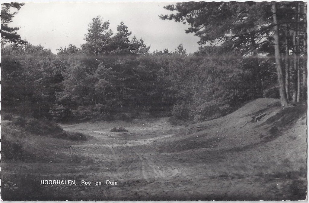 Q834 oude gelopen ansichtkaart hooghalen bos en duin, Ophalen of Verzenden, 1960 tot 1980, Gelopen, Zeeland