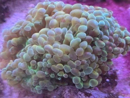 paraancora Gold, Dieren en Toebehoren, Overige typen, Zoutwatervis, Schoolvis
