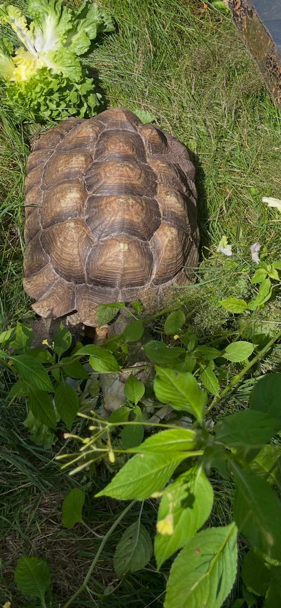 Sulcata landschildpadden, Dieren en Toebehoren, Schildpad, Tam, 11 jaar of ouder