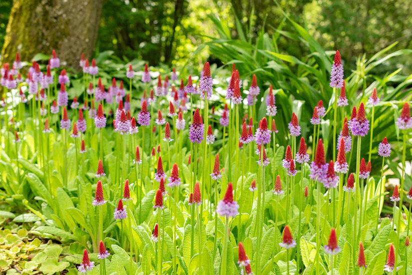 Primula vialii / Primula gekweekt in P9 pot, Tuin en Terras, Planten | Tuinplanten, Ophalen of Verzenden, Vaste plant